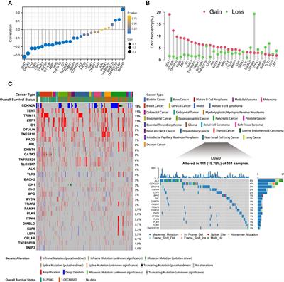 Necroptosis Identifies Novel Molecular Phenotypes and Influences Tumor Immune Microenvironment of Lung Adenocarcinoma